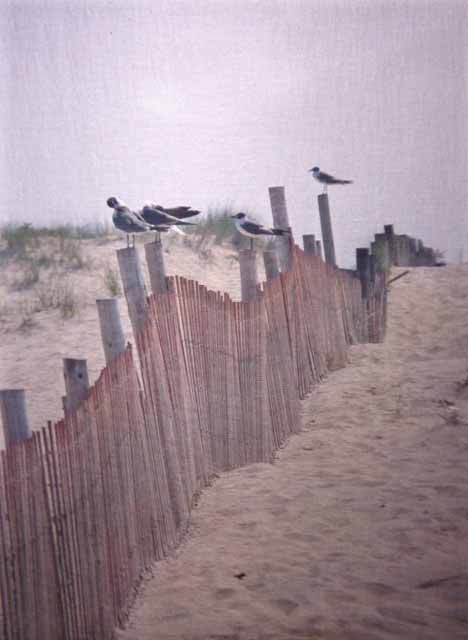 seagulls on fence, Outer Banks